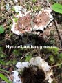 Hydnellum ferrugineum-amf906